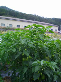 �n�o�l���͔̍|���i�@2