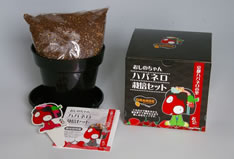 �n�o�l���͔|�Z�b�g