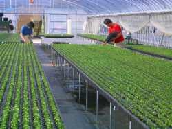 �n�o�l���c�͔|���i