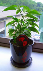 �n�o�l���͔|�L�b�g(��