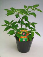 �n�o�l�����A��(���̕t���n��)